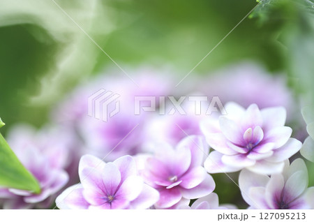 梅雨時期の花 紫陽花 梅雨時期の花 紫陽花 127095213