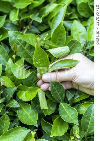 Hand Holding Tea Leaf on Plantation 127095710