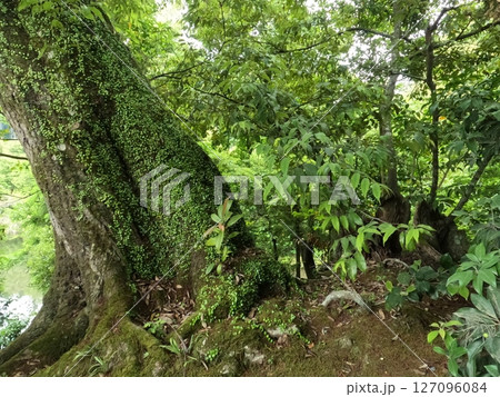 鹿苑寺 金閣寺 京都府 鹿苑寺 金閣寺 京都府 127096084