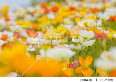 春色に染まるポピーの花畑 春色に染まるポピーの花畑 127096166