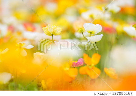 春の陽射しに咲くポピーの花たち 127096167