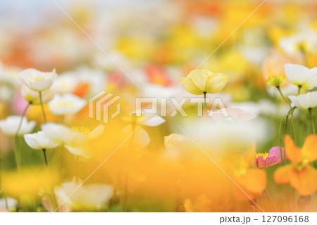 春色に包まれた黄色いポピー 春色に包まれた黄色いポピー 127096168