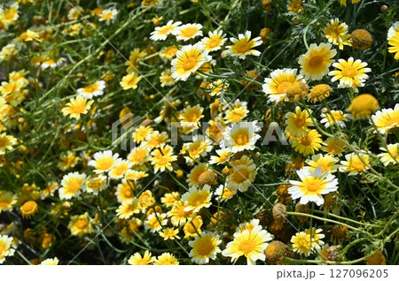 シュンギク(キク科)の見ごろの花 シュンギク(キク科)の見ごろの花 127096205