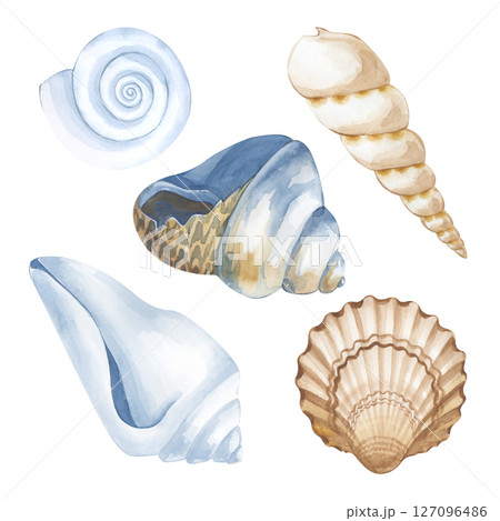 Watercolor seashells of different colors and shapes are hand-drawn. Isolated on a white background. The illustration is in white, blue and brown tones. A clipart for use in marine design. 127096486