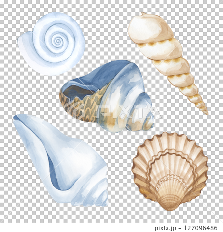 Watercolor seashells of different colors and shapes are hand-drawn. Isolated on a white background. The illustration is in white, blue and brown tones. A clipart for use in marine design. 127096486