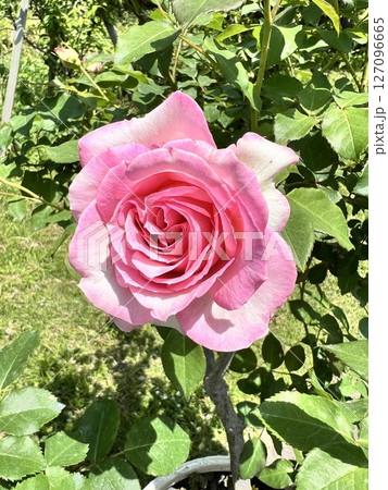 バラ園のピンクの一輪の薔薇 127096665