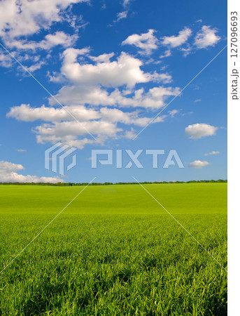 Green field and blue sky with light clouds. Green field and blue sky with light clouds. 127096693