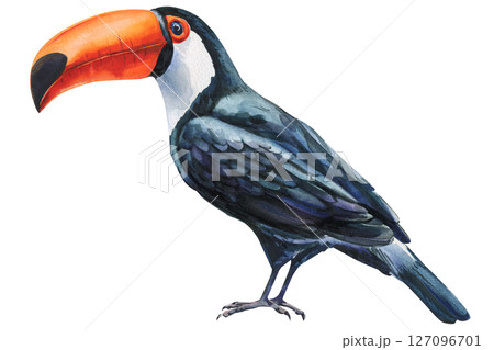 Watercolor toucan bird illustration, tropical exotic animal with bright orange beak, hand-painted wildlife art isolated on white 127096701