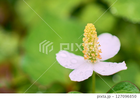 雨粒を付けたドクダミの花のクローズアップ 雨粒を付けたドクダミの花のクローズアップ 127096850