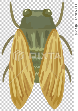 Cicada illustration vector material 127097111