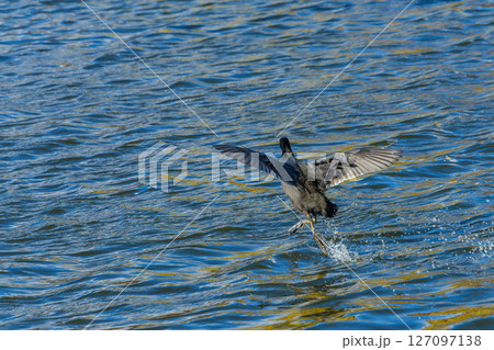 水面を蹴るウミウの飛翔 水面を蹴るウミウの飛翔 127097138