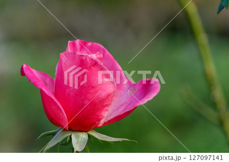露を纏う鮮やかな赤い薔薇 127097141