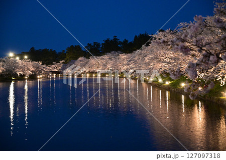 夜桜お七 127097318