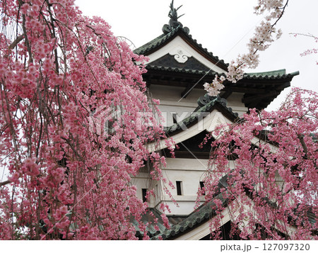 桜と天主 127097320