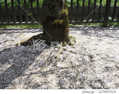 名残の桜 名残の桜 127097324