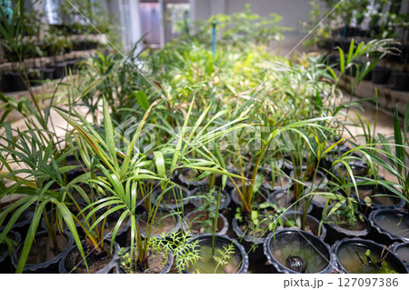 Thai plant nursery for growing palm seedlings in pots, shrubs, ornamental plants Thai plant nursery for growing palm seedlings in pots, shrubs, ornamental plants 127097386