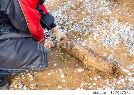 Man cutting and cleaning soil sample for laboratory analysis. Preparation of core material for geotechnical testing and scientific evaluatio 127097579