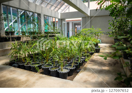 Nursery in Thailand producing various palm saplings, bush and decorative plants beneath light shade 127097652