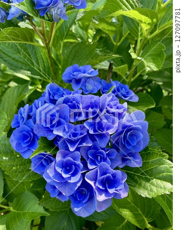 色鮮やかな青い紫陽花 127097781
