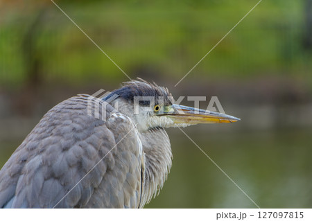 湖畔で佇むアオサギの横顔 127097815