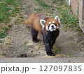 見上げる　レッサーパンダ　あざとかわいい 127097835