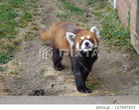 見上げる　レッサーパンダ　あざとかわいい 127097835