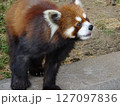 レッサーパンダ 127097836
