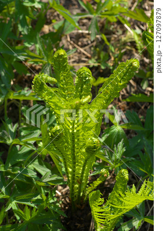 葉を伸ばす春のコゴミ 葉を伸ばす春のコゴミ 127097879