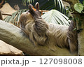動物園　木の上に寝ころぶナマケモノ 127098008