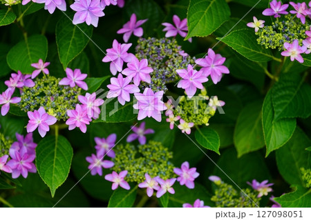 アジサイの花 127098051