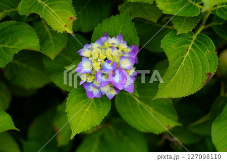 アジサイの花 127098110