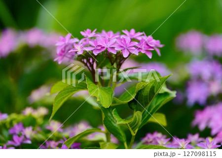アジサイの花 127098115