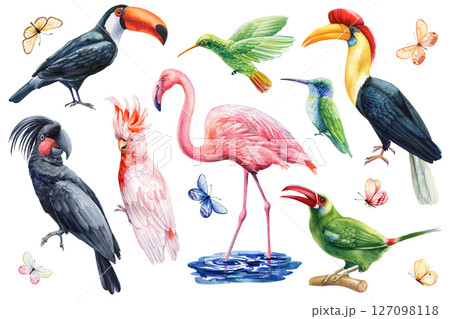 Watercolor tropical birds set. Flamingo, toucan, cockatoo, hornbill, hummingbird, parrot, butterflies exotic animals illustration 127098118