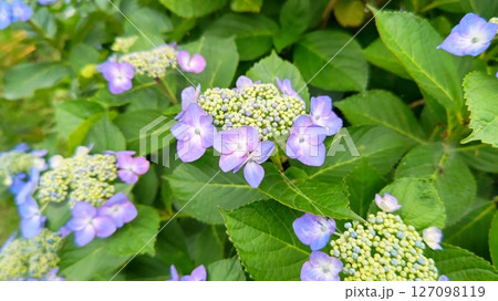 紫陽花1 127098119