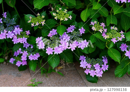 アジサイの花 127098138