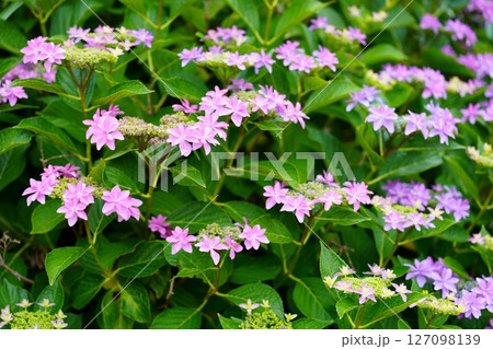 アジサイの花 127098139