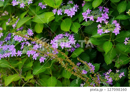 アジサイの花 127098160