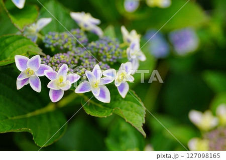 アジサイの花 アジサイの花 127098165
