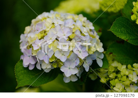 アジサイの花 127098170