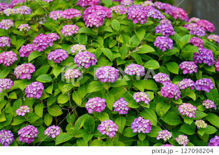 アジサイの花 127098204