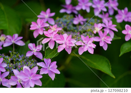 アジサイの花 127098210
