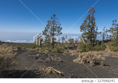 Winter view on volcano Pico del Teide with snow spots from hiking trail Samara. Mountains and lava fields with pine tree forest, blue sky. El Teide National Park, Tenerife, Canary Islands, Spain Winter view on volcano Pico del Teide with snow spots from hiking trail Samara. Mountains and lava fields with pine tree forest, blue sky. El Teide National Park, Tenerife, Canary Islands, Spain 127098241