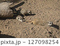 Group of meerkat or suricates, Suricata suricatta lying on sand in front of wooden log nest. 127098254