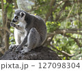 Close up of Ring Tailed Lemur, Lemur catta eating fruit, sitting on the rock. Selective focus, green tree background 127098304