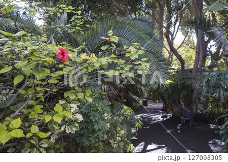 Path through a lush tropical botanical garden on Tenerife Canary Islands with various orchids, ferns and palm trees. 127098305