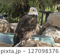 The portrait of Stellers bald eagle in captivity. Haliaeetus leucocephalus brown bird of prey found in North America has white head and tail and large hooked yellow beak 127098376