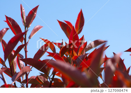 春空とレッドロビンの若葉 127098474