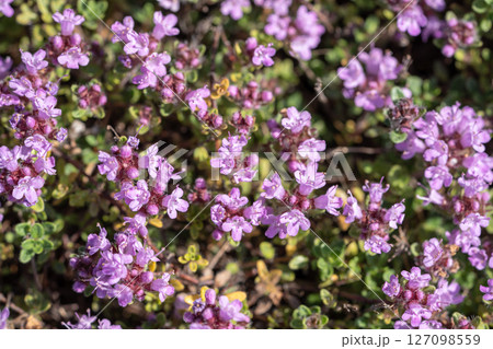 Fresh aromatic Thyme vulgaris plant with small purple flowers growing in garden, closeup 127098559