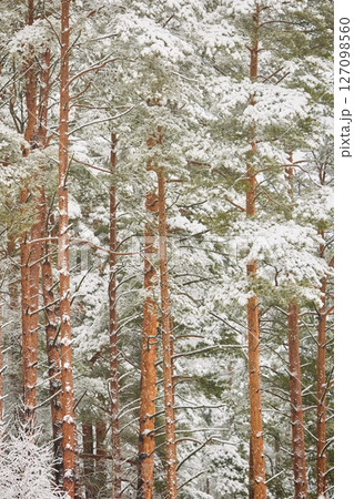 The heavy snowfall in a wild park, winter fairy tale in the forest, snow-covered tree branches, large flakes of snow are slowly falling, nobody, snow storm, blizzard 127098560
