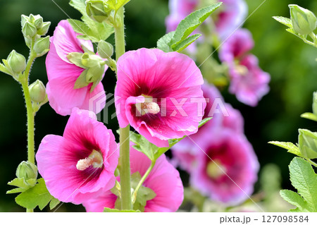 タチアオイ タチアオイ 127098584